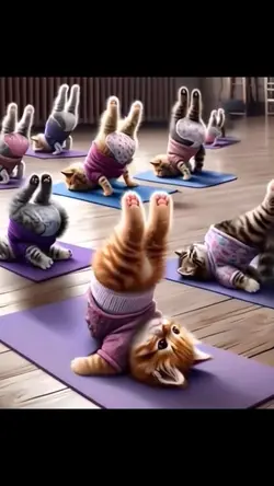 Yoga cat funny