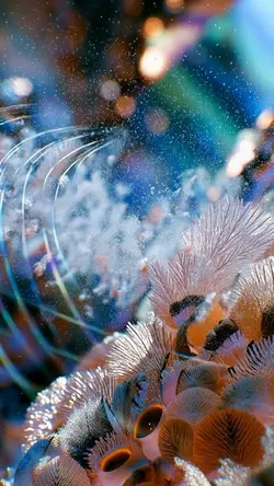 🌌 Fractal Dream