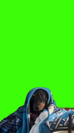 Cachorro.
