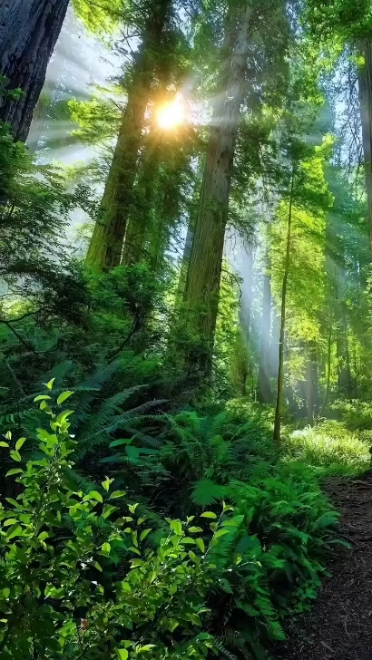 Nature Therapy 