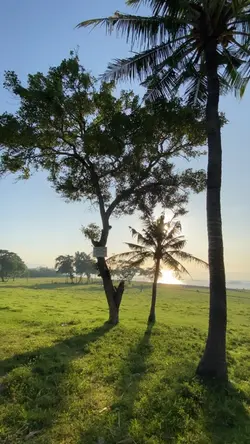 Linguasonix”this day