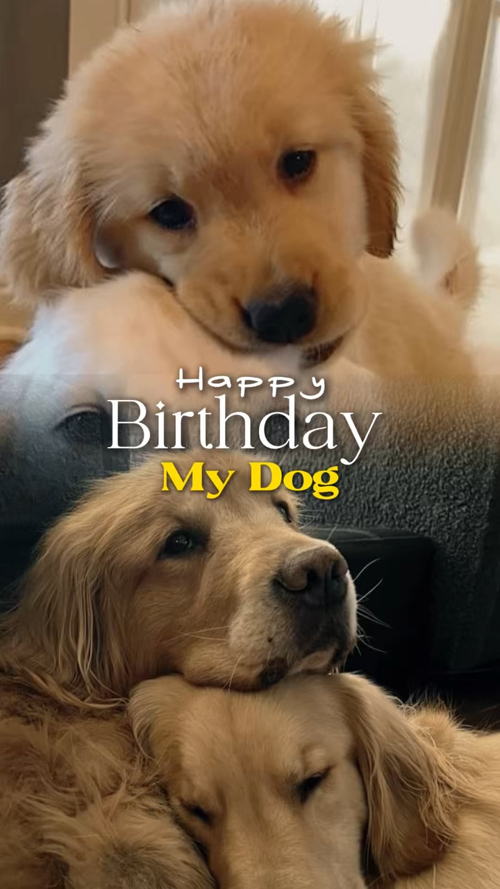 내 개 생일