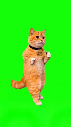 Funny Cat Dance