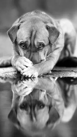 Tiere 