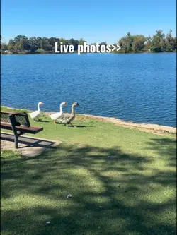 Live photoss!