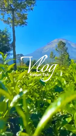 Vlog di kebun teh