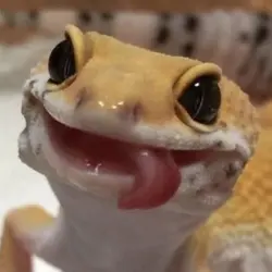 LIZARDS