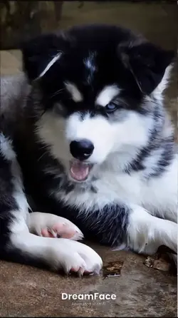 หมาร้องเพลง