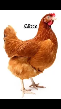 Hen pen ten