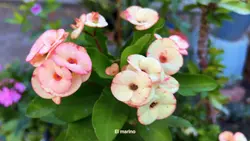 Flores