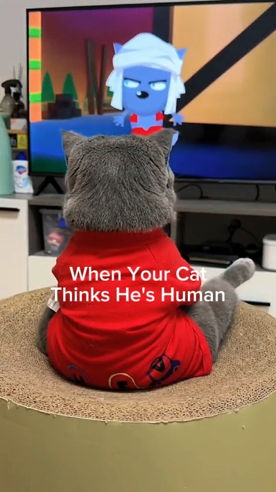 Zufälliges Verhalten der Katze