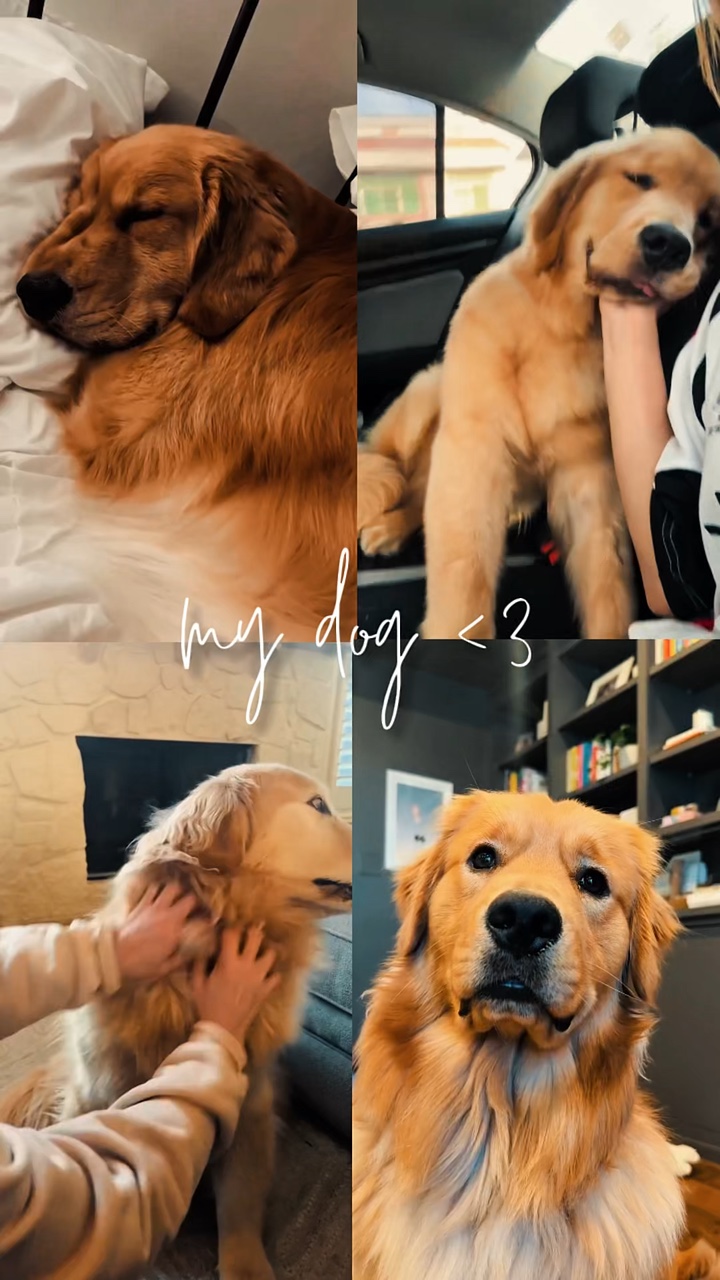 Mi perro