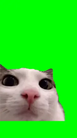 Cat Blinking