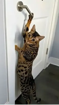 Toc! Toc! Avanti