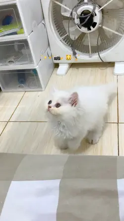 KUCING LUCU IMUT