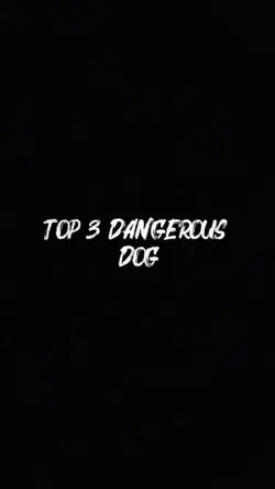 Top 3 dogs 