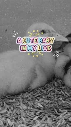 Cute Pet
