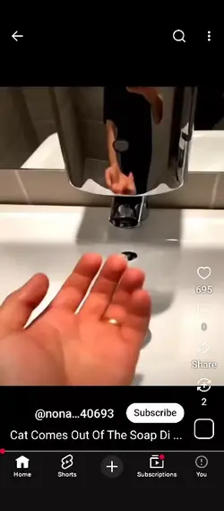 soap cat