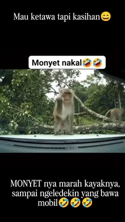 monyet nakal