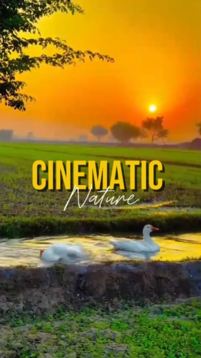 Cinématique 