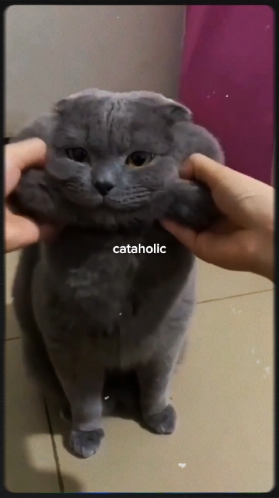 kucing aholic