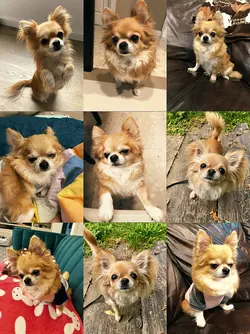 9PICS trend