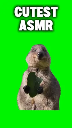 Quokka ASMR