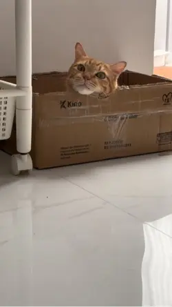 Capek di foto