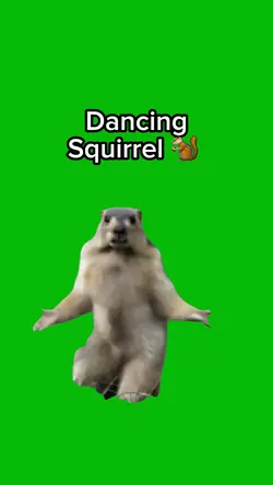 Dancing Squirrel 🐿️ 