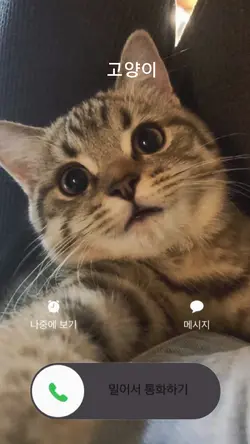 고양이한테 전화가 왔어요🐱