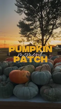 Pumpkin patch