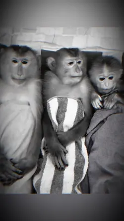 2 ẢNH GIẬT GIẬT CUỐN