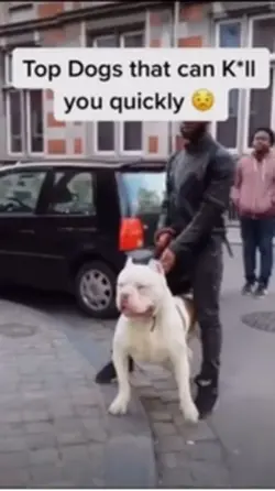 Top Dogs That Can Ki