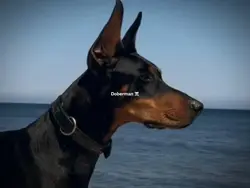 Cool Doberman