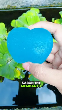 kojis Kojic soap