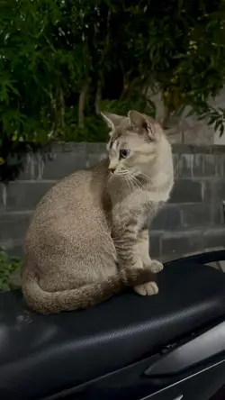 Kucing