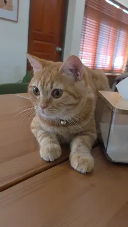 tiger cat