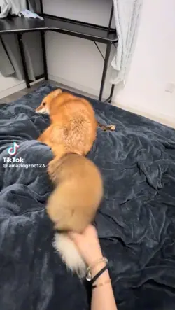 Fox core