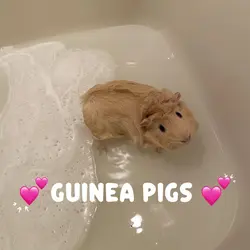 Guinea pigs!