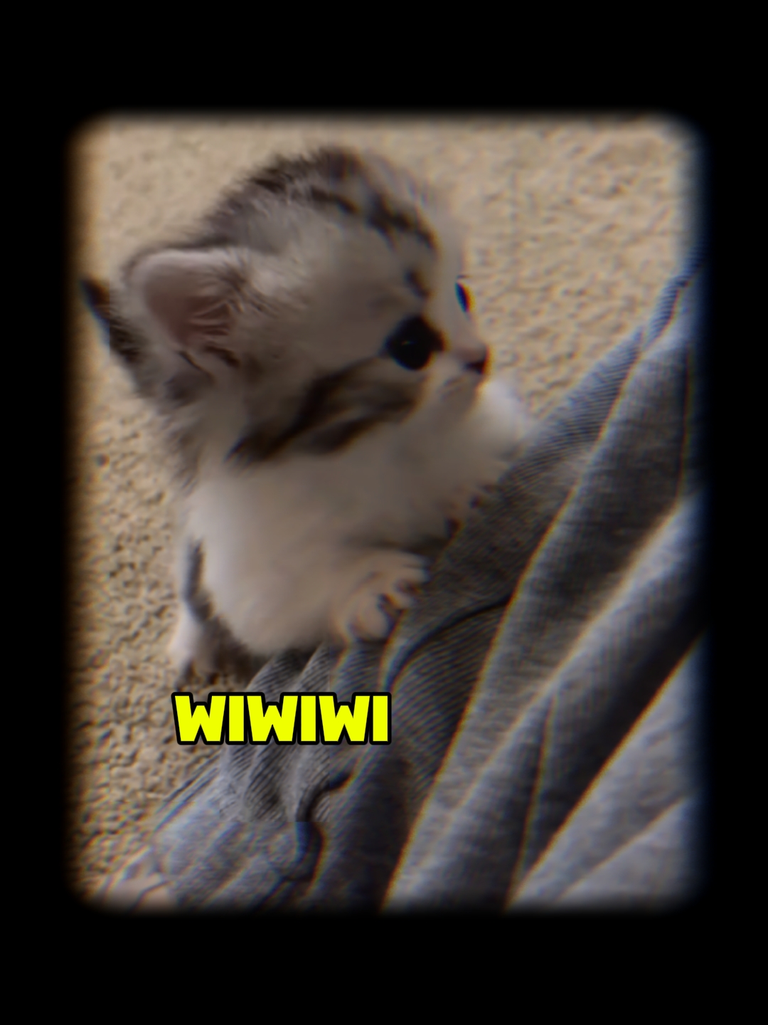 Inti Kucing