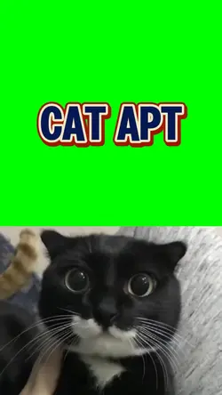Cat apt