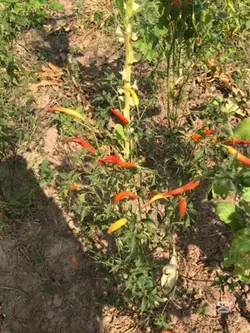 🌱🌶