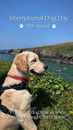 INT DOG DAY