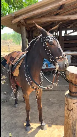modao
