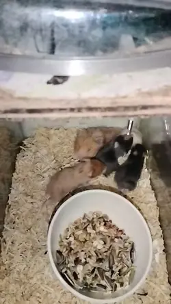 #hamster