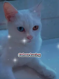 Kucing Kesayangan