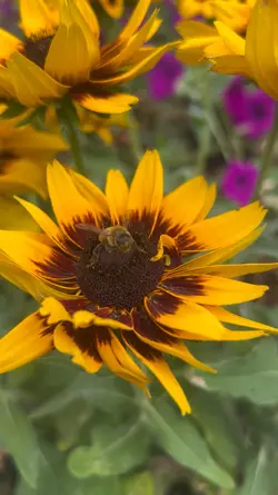 Bee-Happy