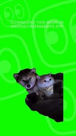 cat and dog meme
