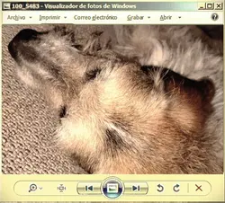 Windows Media Player