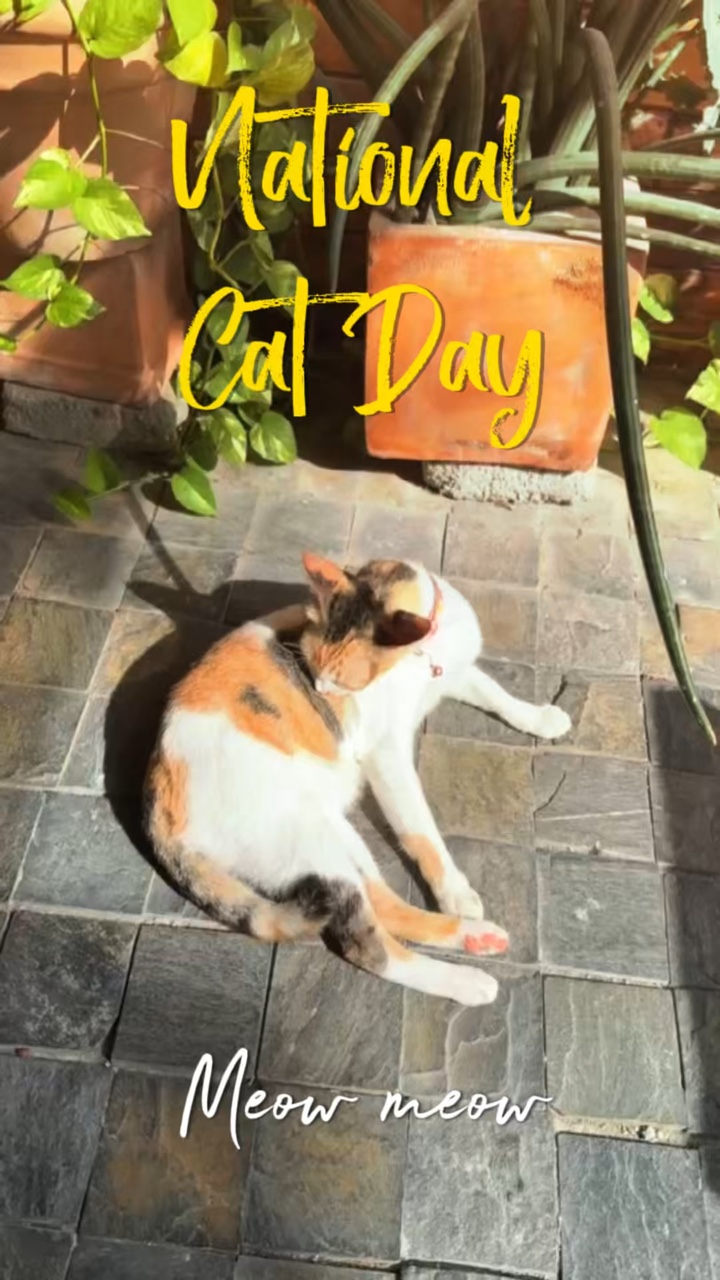 National cat day 